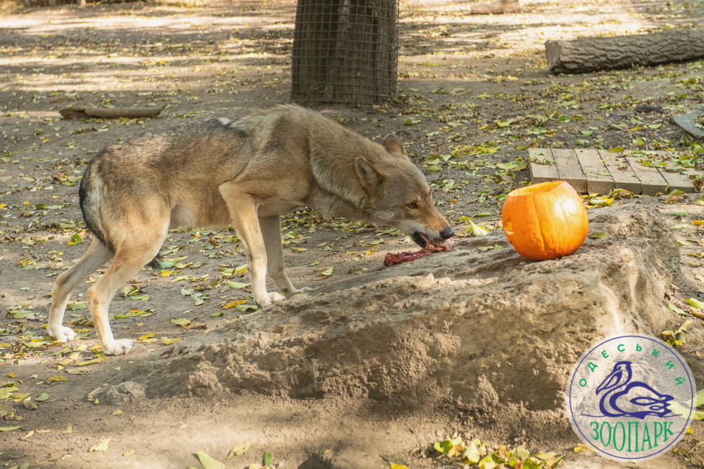 2407 image for slide